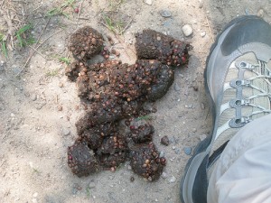 Aftermath of Bear Recreation involving large numbers of berries